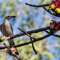 Little Friarbird