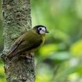 White-faced Robin