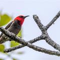 Red-headed Myzomela