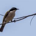 White-throated Honeyeater