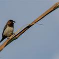 White-rumped Munia