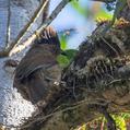 Striated Laughingthrush