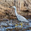 White-faced Heron