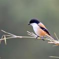 Long-tailed Shrike