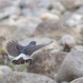 Plumbeous Water Redstart