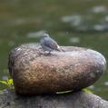 Plumbeous Water Redstart