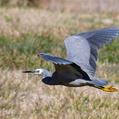 White-faced Heron