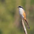 Long-tailed Shrike