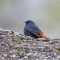 Plumbeous Water Redstart