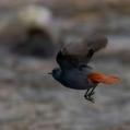 Plumbeous Water Redstart