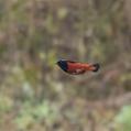 White-capped Redstart