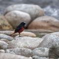 White-capped Redstart