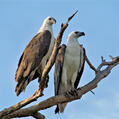 White-bellied Sea Eagle