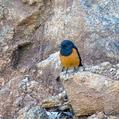 White-winged Cliff Chat