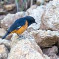 White-winged Cliff Chat