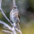 Yellow-faced Honeyeater