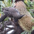 Little Wattlebird