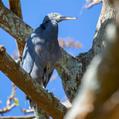 Pacific Reef Heron