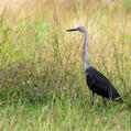 White-necked Heron