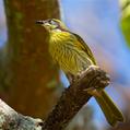 Varied Honeyeater