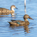 Australasian Shoveler