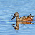 Australasian Shoveler