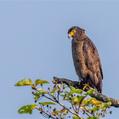 Crested Serpent Eagle