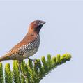 Scaly-breasted Munia