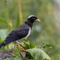 Yellow-billed Blue Magpie