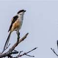 Long-tailed Shrike