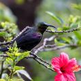 Tacazze Sunbird