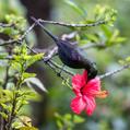 Tacazze Sunbird