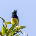 Variable Sunbird