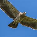 Tawny Eagle