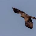 Yellow-billed Kite