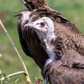 Hooded Vulture