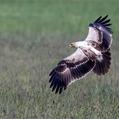 Tawny Eagle