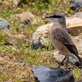 Red-breasted Wheatear