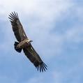 Griffon Vulture