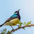 Variable Sunbird