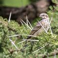 Reichenow's Seedeater