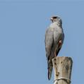 Dark Chanting Goshawk