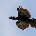 Thick-billed Raven