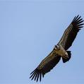 Griffon Vulture