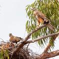 Red Goshawk