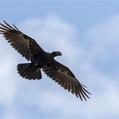 Thick-billed Raven