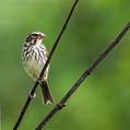 Streaky Seedeater