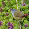 Yellow-bellied Waxbill