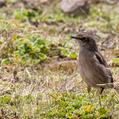 Moorland Chat