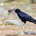 Red-billed Chough